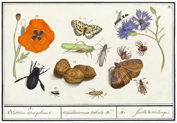 Wallcreeper in vintage style Print