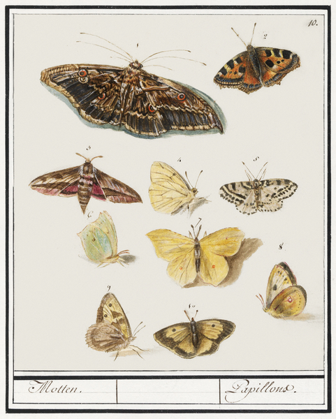 Butterflies and moths set Print