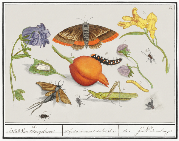 Nature ensemble in vintage style Print