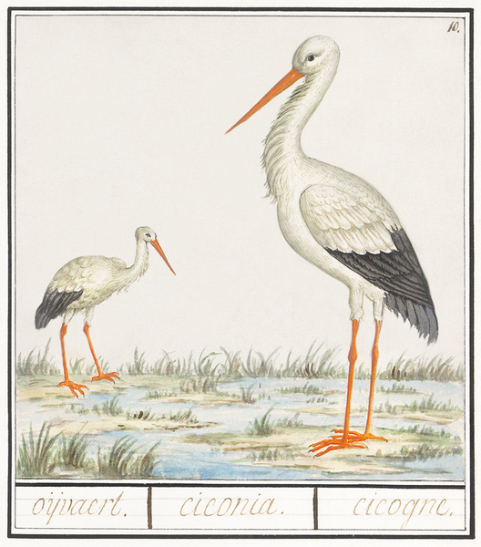 Stork in vintage style Print