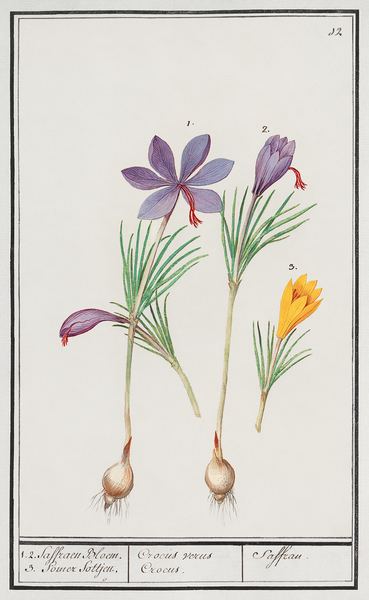 Saffron flower and yellow crocus Print