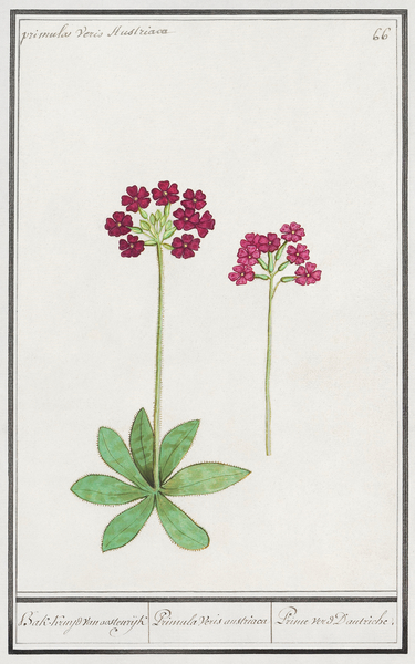 Primrose in vintage style Print