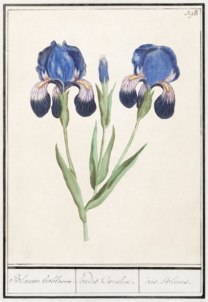 Purple iris in vintage style Print