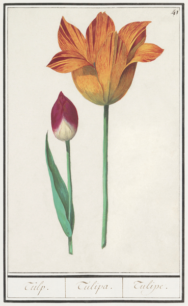 Tulip in vintage style Print
