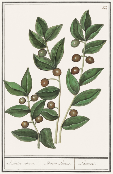 Olive in vintage style Print