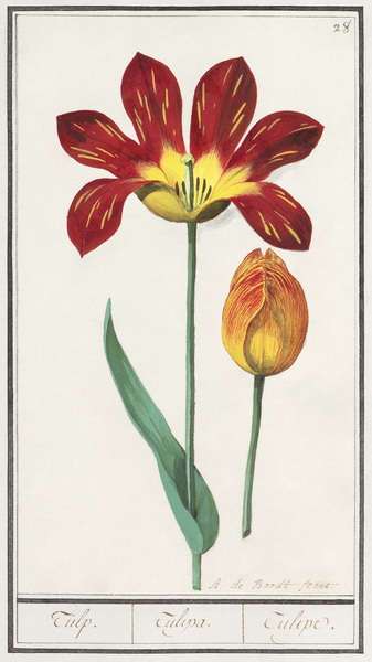 Tulip in vintage style Print
