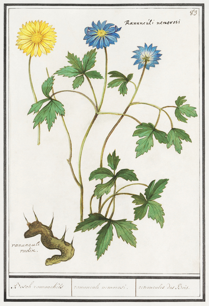 Windflower in vintage style Print