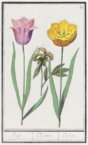 Tulip in vintage style Print