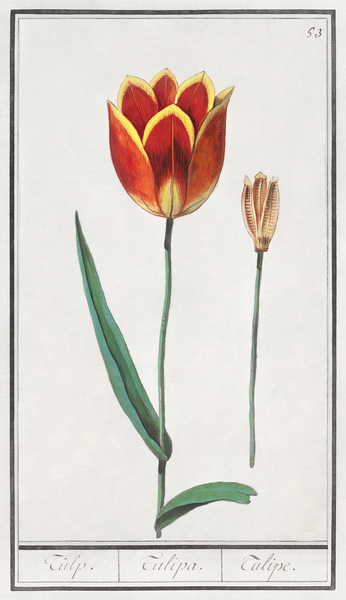 Tulip in vintage style Print