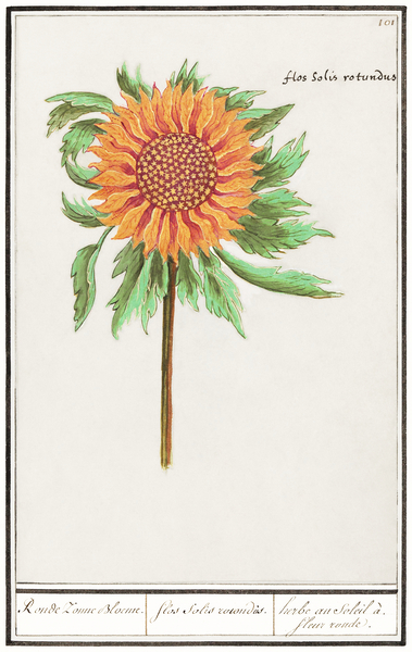 Sunflower in vintage style Print