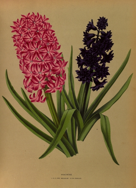 Album van Eeden : Haarlems flora : 1872-1881 Print