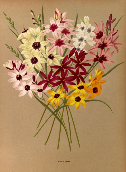 Album van Eeden : Haarlems flora : 1872-1881 Print
