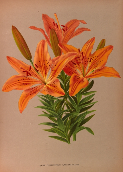 Album van Eeden : Haarlems flora : 1872-1881 Print