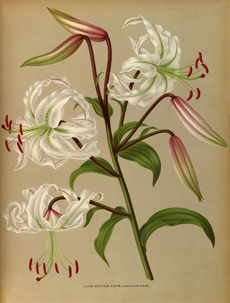 Album van Eeden : Haarlems flora : 1872-1881 Print