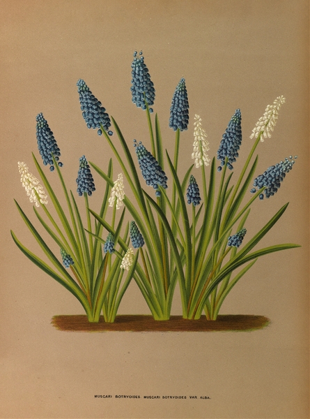 Album van Eeden : Haarlems flora : 1872-1881 Print