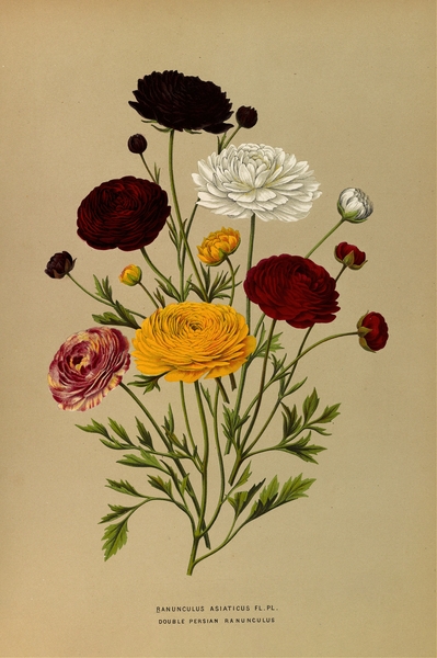 Carolus Clusius Botanical