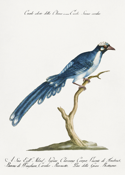 Saverio Manetti  Birds   Wildlife