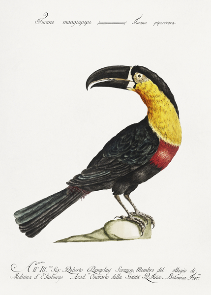 Tucana Piperivora Mangiapepe Toucan Print