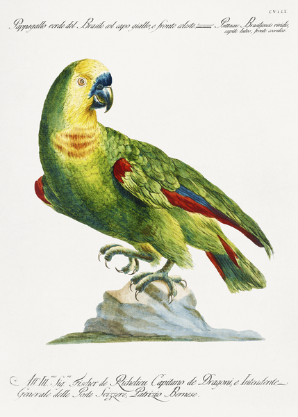 Saverio Manetti  Birds   Wildlife