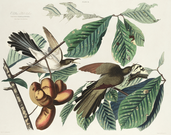 Yellow-billed Cuckoo Print