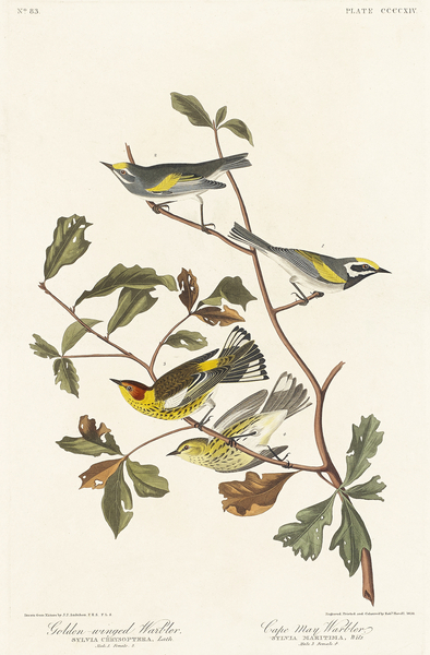 Golden-winged Warbler and Cape May Warbler Print