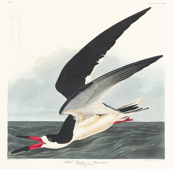 Black Skimmer Print