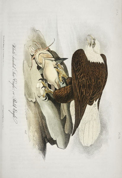 White Headed Sea Eagle or Bald Eagle Print