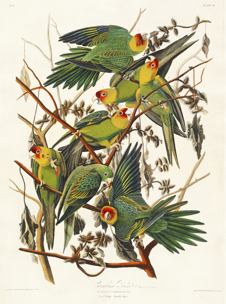 Carolina Parrot Print
