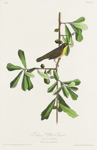 Roscoes Yellow-throat Print
