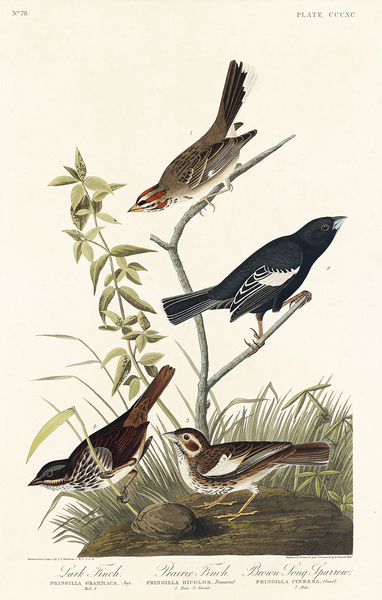 Lark Finch Prairie Finch and Brown Song Sparrow Print