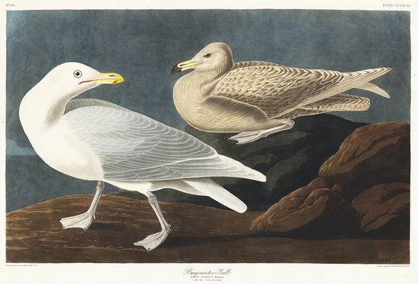 Birds of America by John James Audubon Birds & Wildlife