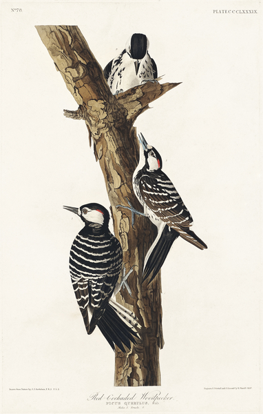 Red-Cockaded Woodpecker Print