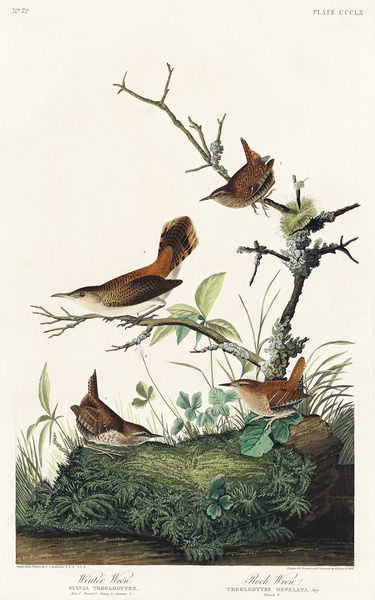 Winter Wren and Rock Wren Print