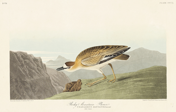 Rocky Mountain Plover Print
