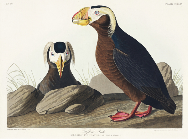 Tufted Auk Print