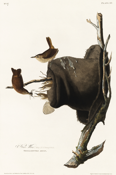 House Wren Print