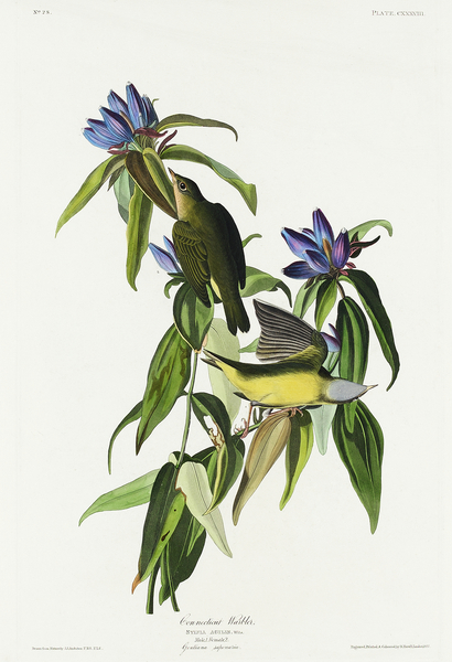 Connecticut Warbler Print