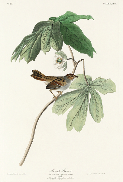 Swamp Sparrow Print