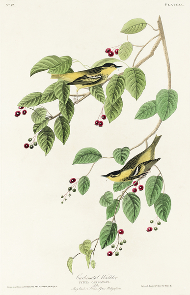 Carbonated Warbler Print