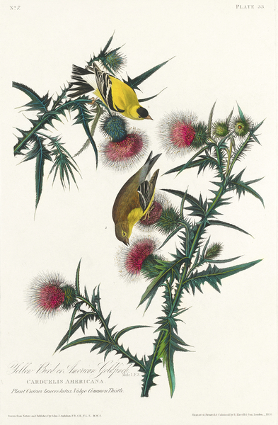 American Goldfinch Print