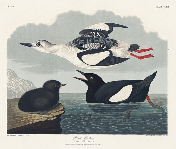 Black Guillemot Print