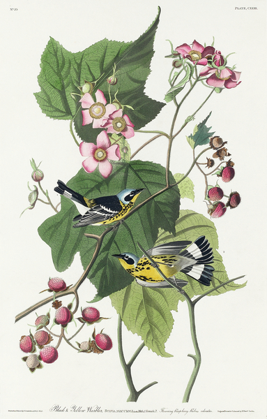Black & Yellow Warblers Print