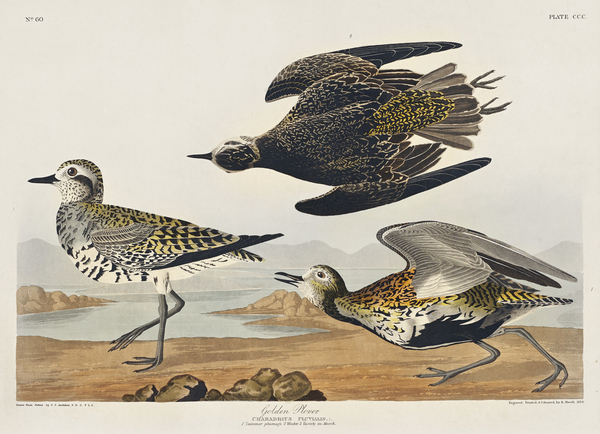 Golden Plover Print