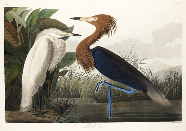 Birds of America by John James Audubon Birds & Wildlife