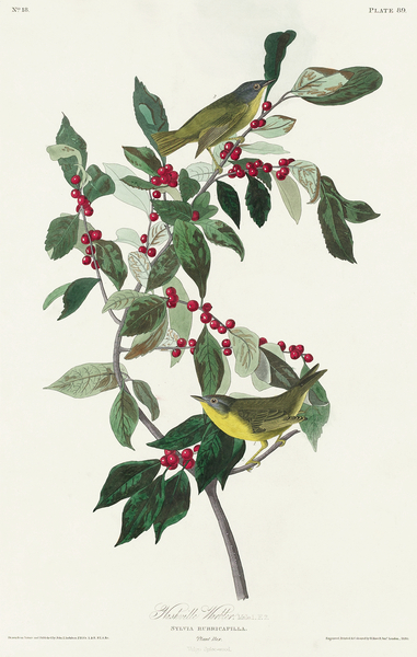 Nashville Warbler Print