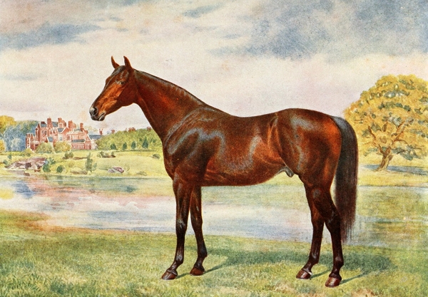 Charles Richardson Horse Illustrations