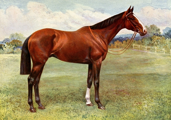 Charles Richardson Horse Illustrations