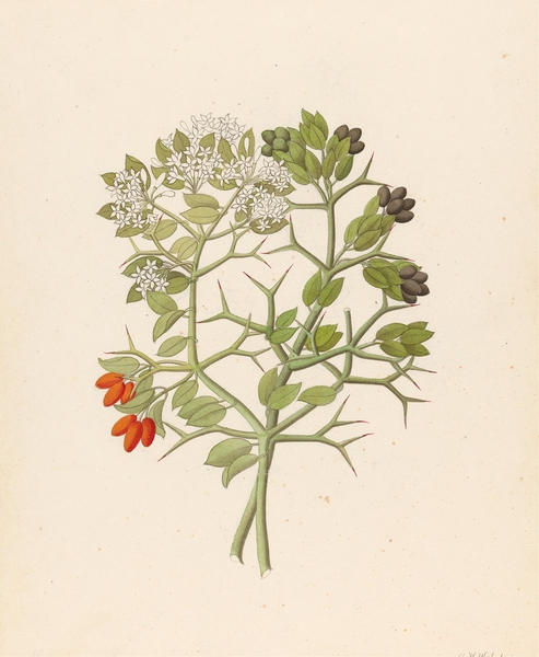 2 species of Carisfa arduina [Carissa haematocarpa] 1817 Print