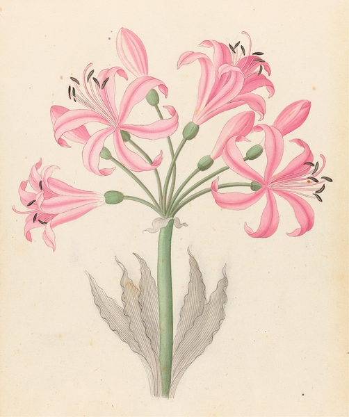 Amarillis [Boophone disticha] 1817 Print