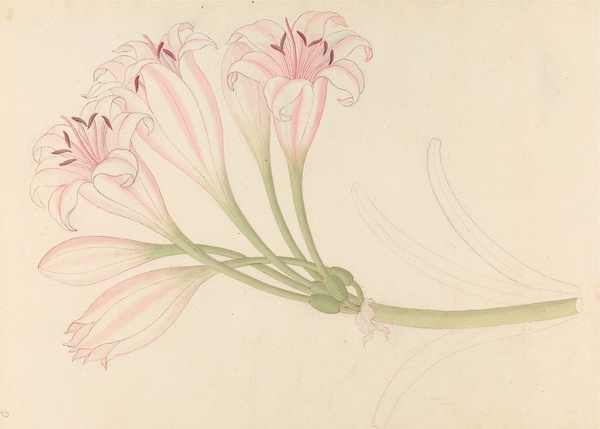 Amarillis [Crinum lineare] 1817 Print